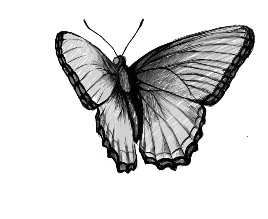 Featured image of post Easy Flying Butterfly Drawings With Color