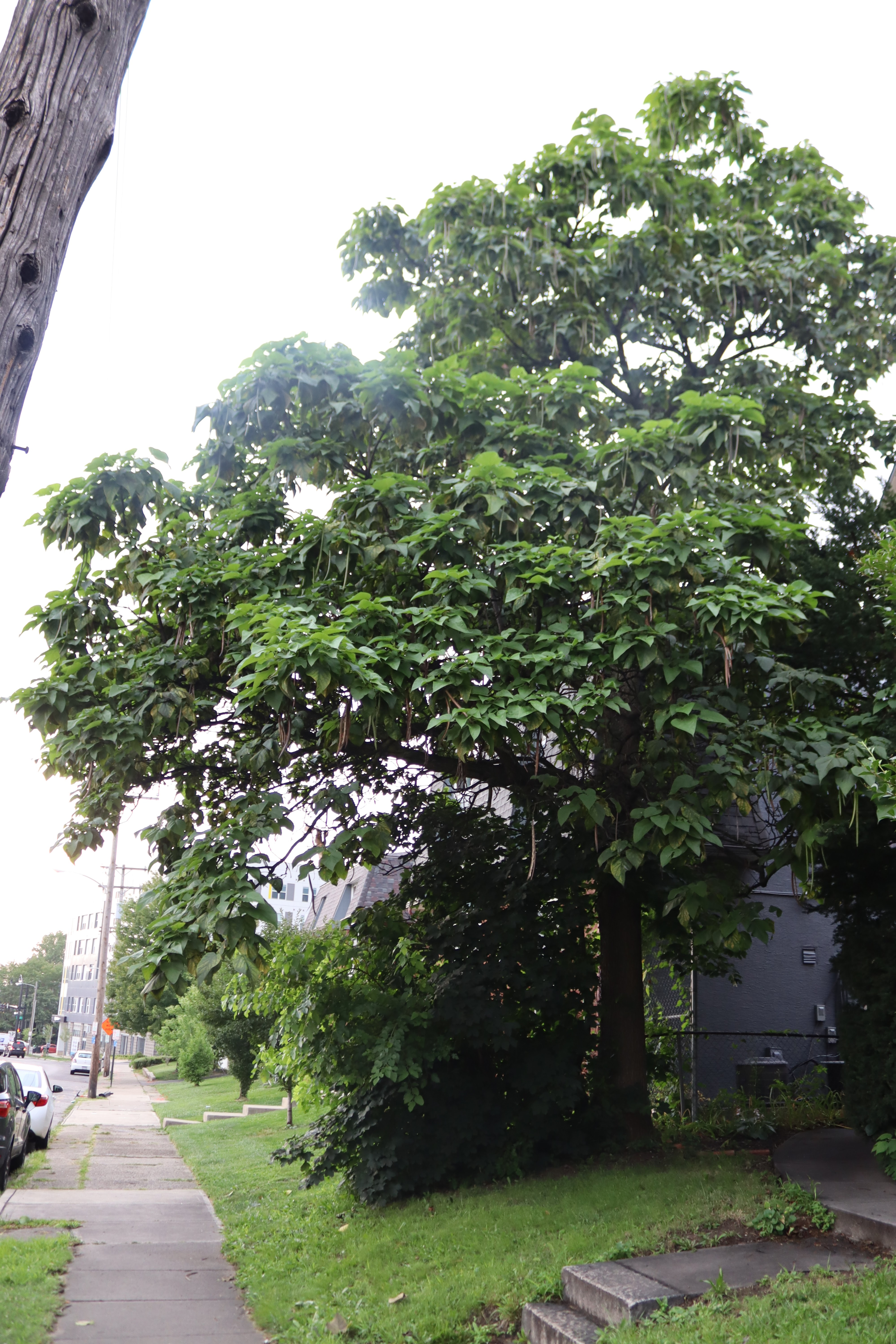 Ry2Tree2 Bonsai Blog Crazy for Catalpa! Bonsai prospects for an