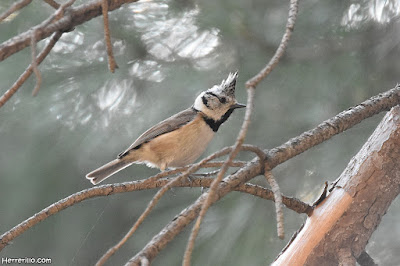 Mallerenga emplomallada (Lophophanes cristatus)