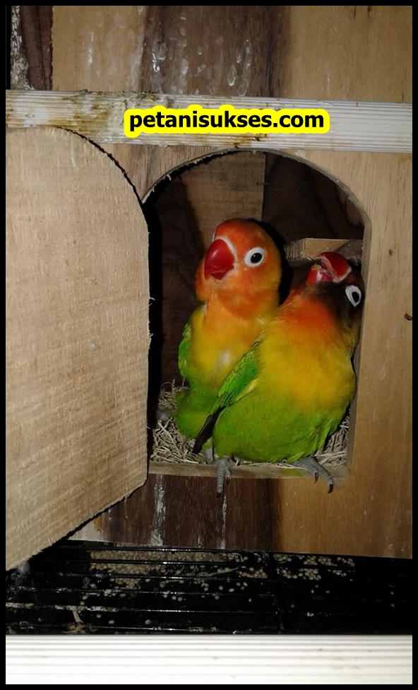 Cara Mengobati Mata Lovebird Merem Sebelah Terkait Mata