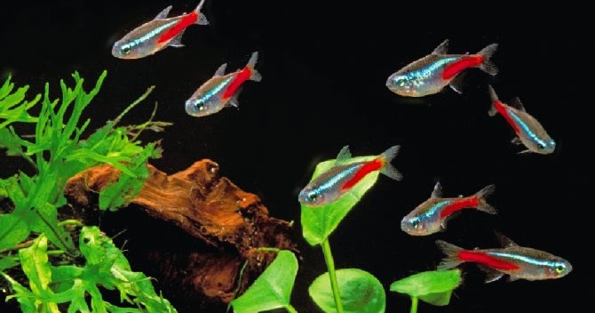 Mengawinkan Ikan Neon Tetra Di Akuarium Teknik Tani Ikan