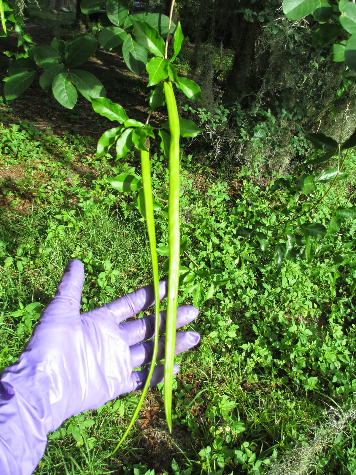 22 Info Spesial Cat S Claw Seed Pods