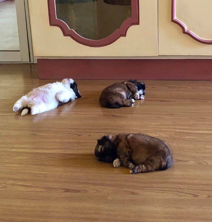 30 Hilariously Adorably Pictures Of Puppy Sleeping As If She Was 'Turned Off' 30 Hilariously Adorably Pictures Of Puppy Sleeping As If She Was 'Turned Off'