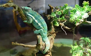 jakarta aquarium neo soho