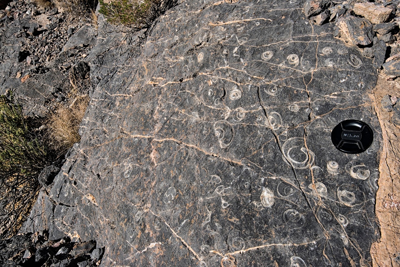 FOSSIL SNAIL CANYON, 3AIII. DEATH VALLEY NATIONAL PARK, CALIFORNIA