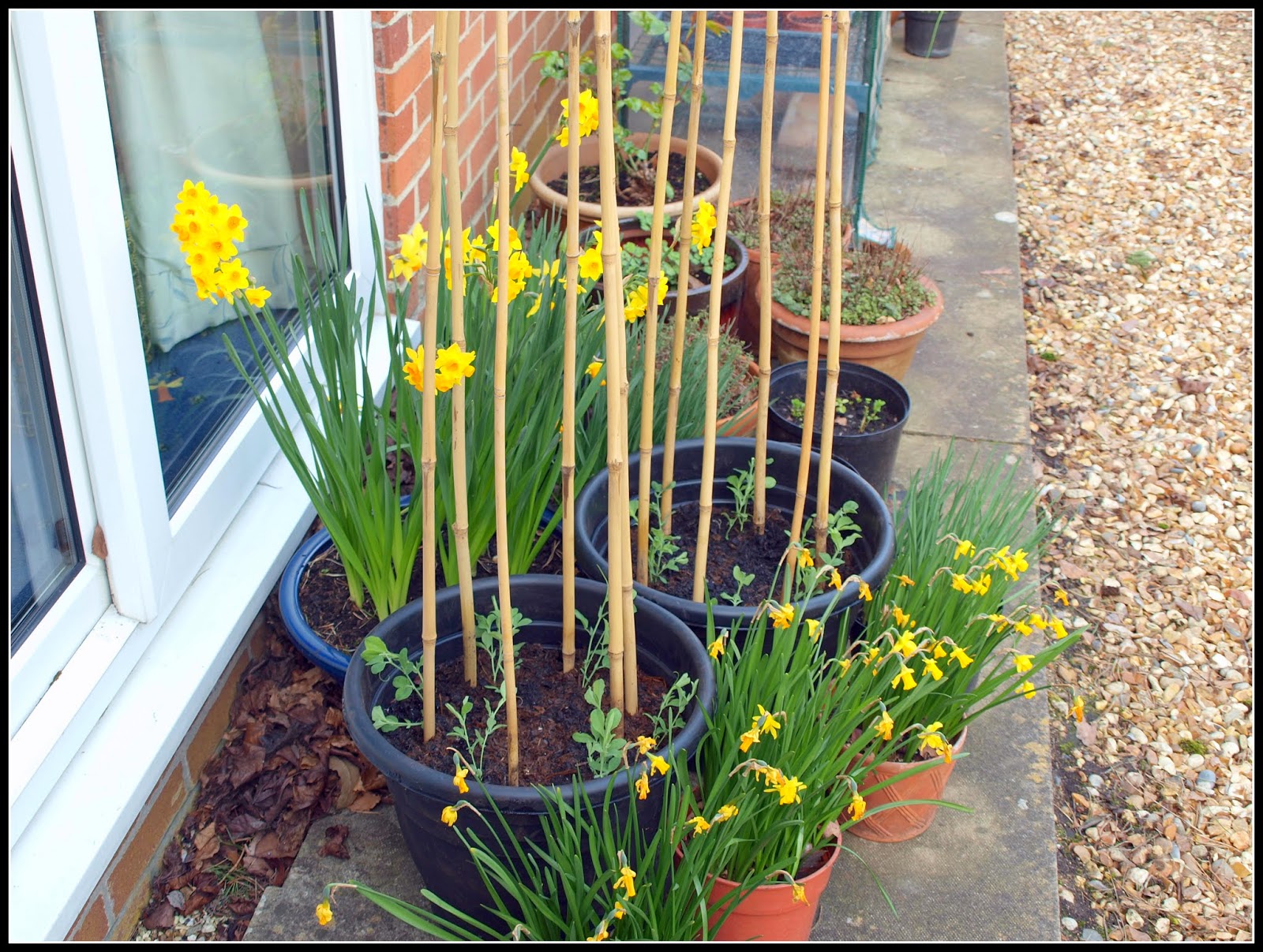 Mark's Veg Plot Transplanting the Sweet Peas