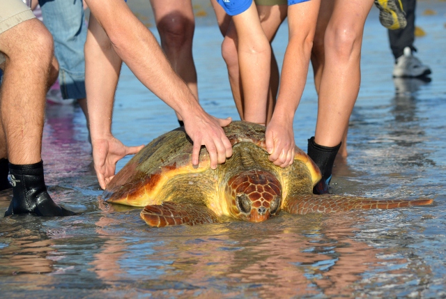 Sea World Releases Sea Turtle In Cocoa Beach- New Video