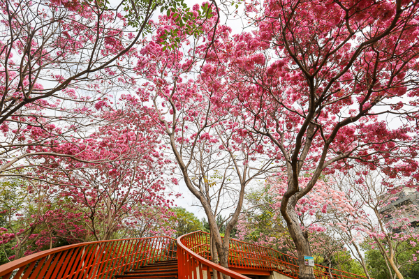 台中北屯三甲公園洋紅風鈴木盛開美翻天，搭配天空之橋超好拍