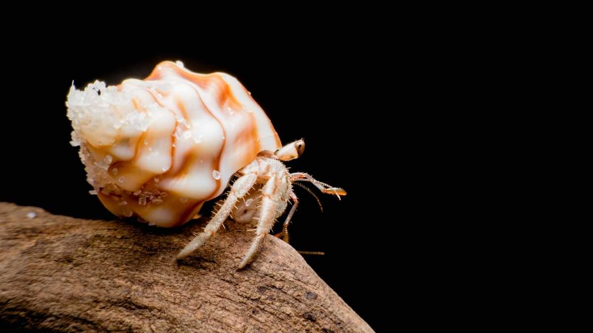 The Essentials of Hermit Crab Essay 1 hermit crab