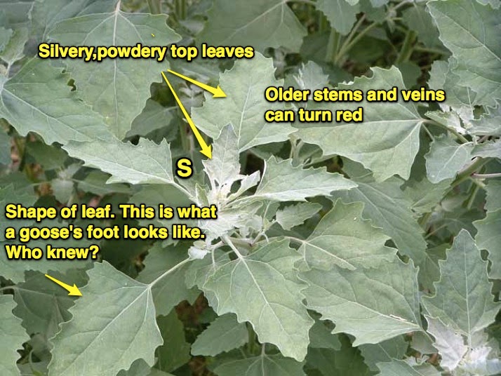 The Herb Hound LAMB'S QUARTER