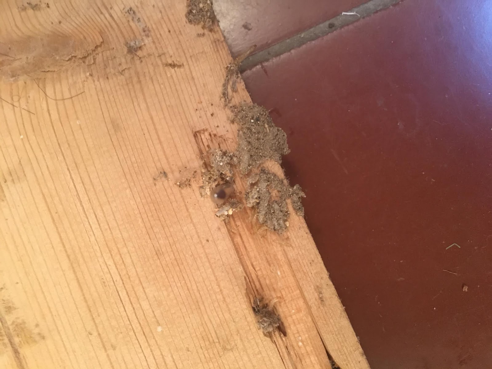 Moths problem in sheep wool insulation it happened to us