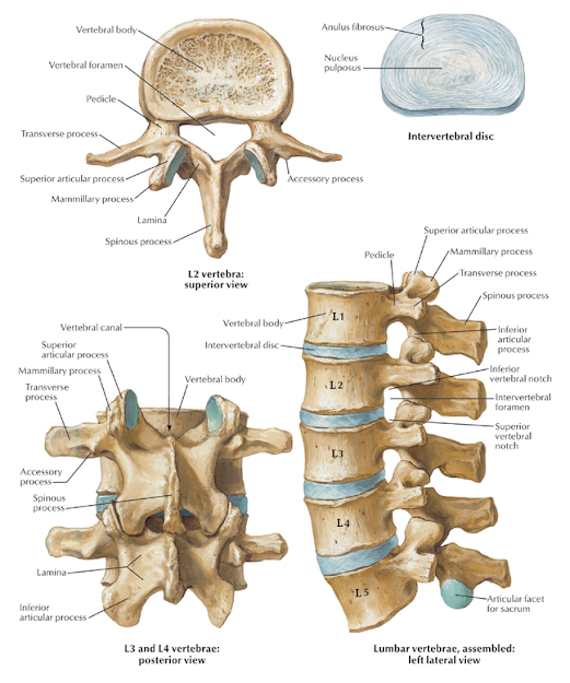 Lumber region vertebrae and joints and inter vertebral disk