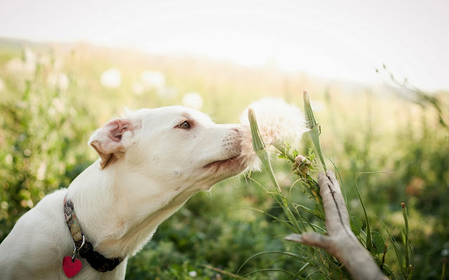 Hond ruikt aan bloemen