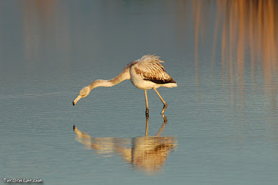 Flamenc (Phoenicopterus roseus)