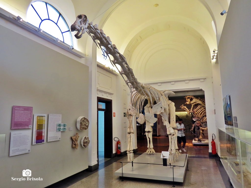 Museu de Zoologia da USP (fóssil