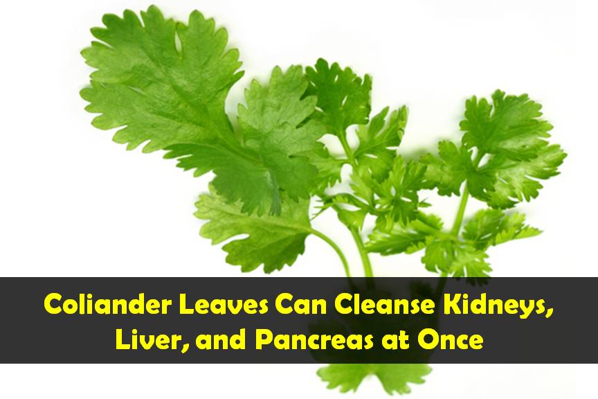 Coriander Leaves Can Cleanse Kidneys, Liver, and Pancreas At Once.
