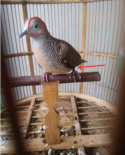 Ciri perkutut Katuranggan Larasati Ciri perkutut Katuranggan Larasati