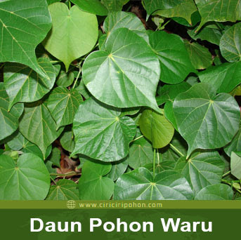 ciri ciri pohon daun waru