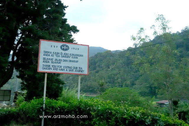 boh, tea boh, ladang teh boh, cameron highlands