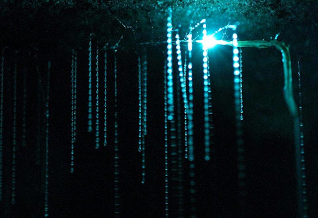 Luciérnagas cueva de Nueva Zelanda  cielo noche estrellada