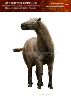 Megahippus