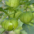 Produce Michoacán cerca de 45 mil toneladas de tomate