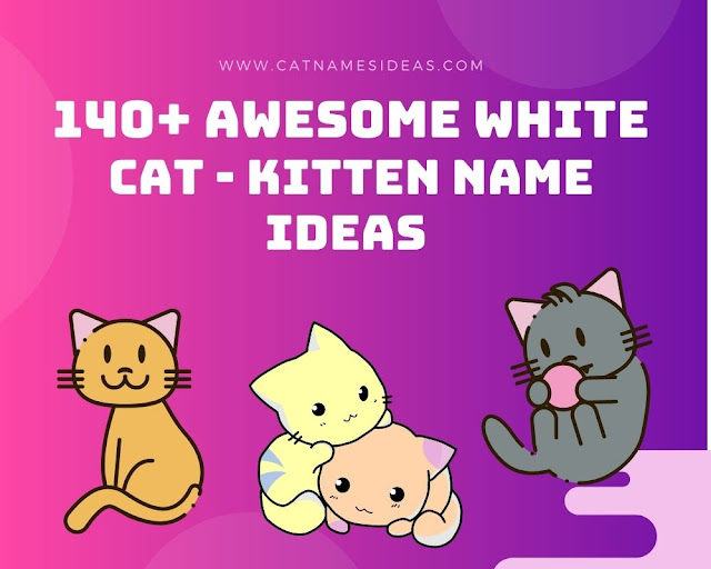 Top 140+ Awesome White Cat - Kitten Name Ideas
