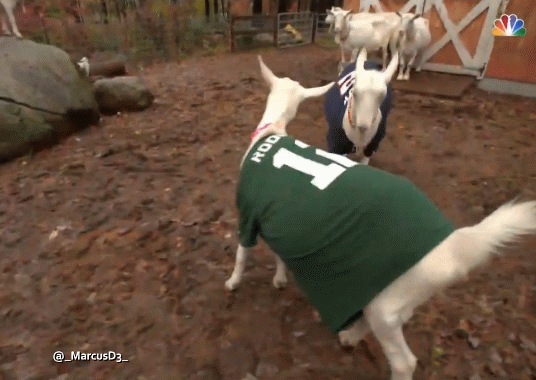 Featured image of post Tom Brady Aaron Rodgers Gif