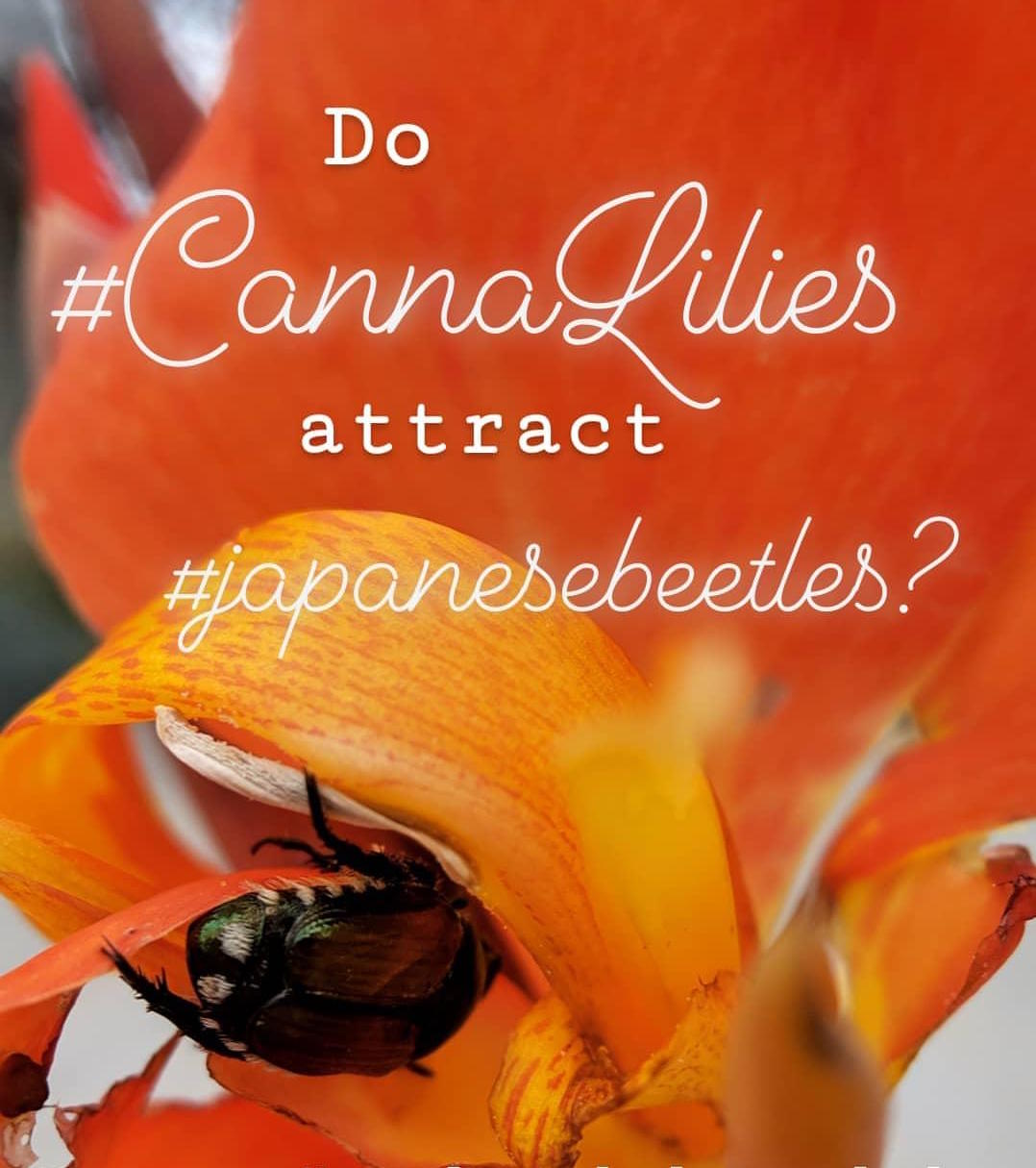 Backyard Bee Hive Blog How to kill bees with soapy water