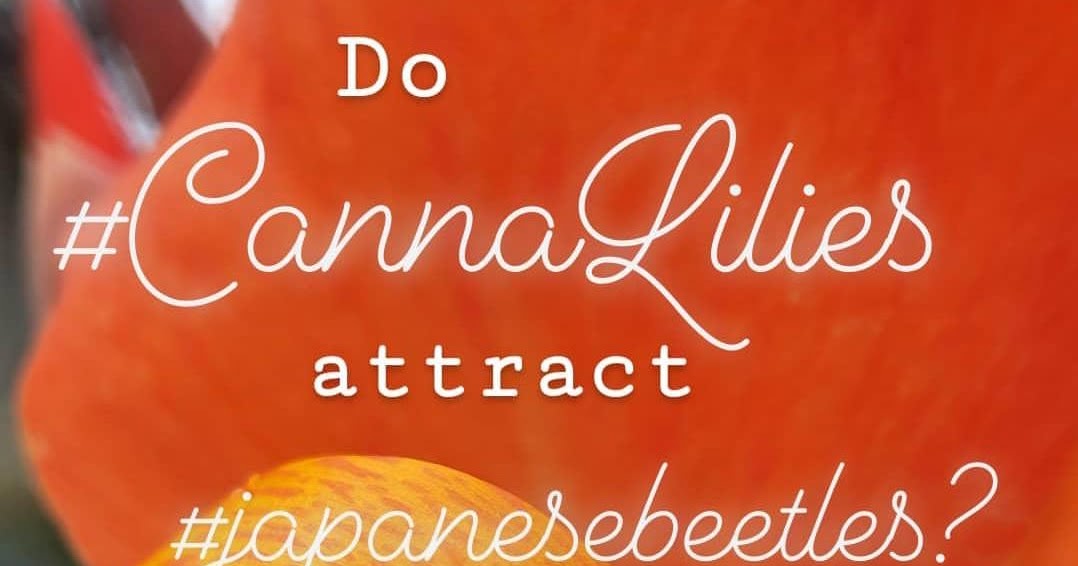 Backyard Bee Hive Blog How to kill bees with soapy water