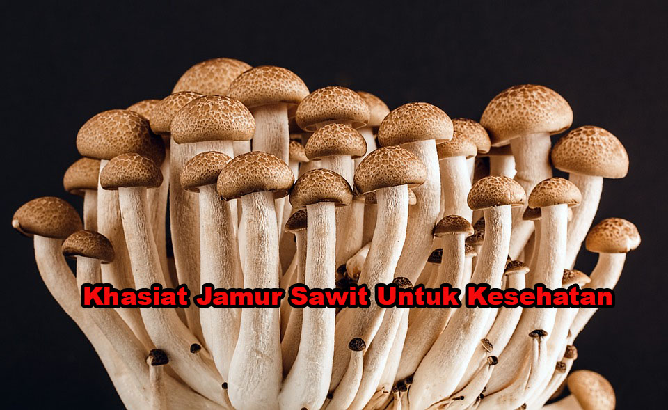 Khasiat Jamur Sawit Untuk Kesehatan Aflah Sentosa