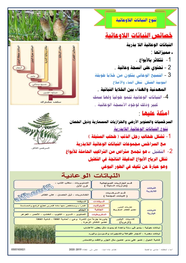 ملخص درس النباتات الوعائية البذرية في العلوم للصف العاشر الفصل الاول