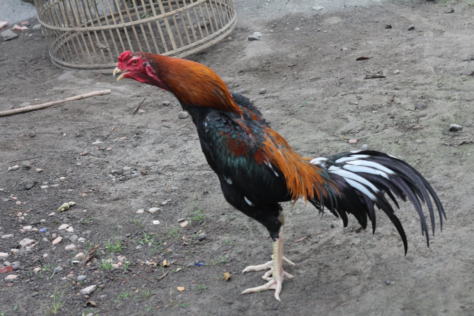 Galeri Gambar Lucu Ayam Bangkok Kata Kata