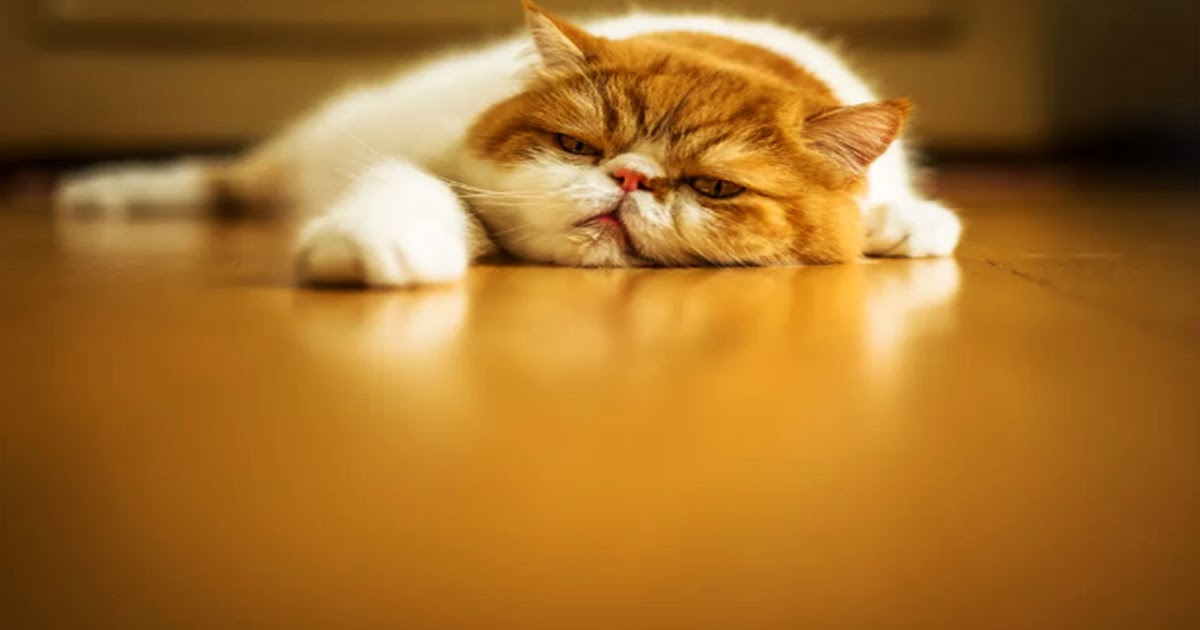 Pourquoi mon chat vomitil du liquide brun ? journée du chat