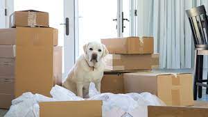 dog, move, moving boxes
