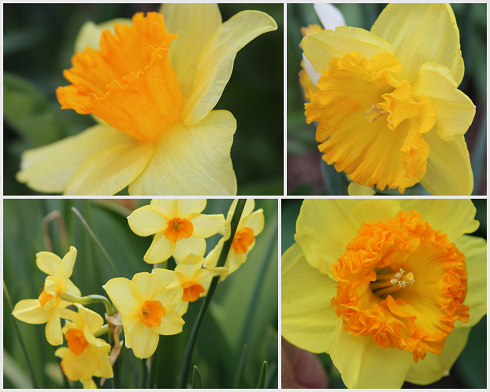 DAFFODIL VARIETIES--STUNNING, MAJESTIC BEAUTIES - Sowing the Seeds