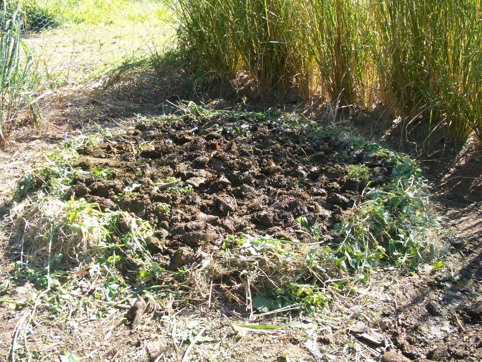 Diameter established, fresh grass and manure,  ready to be covered with hay