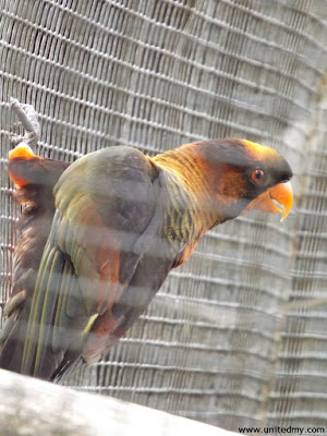 Penang Bird Park 2016