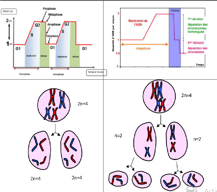 Tableau comparatif de la mitose et de la méiose