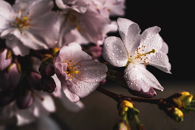  Seperti yang kita tau bahwa bunga ini merupakan bunga yang memiliki nama lain Cherry blos 20+ Gambar Bunga Sakura Cantik