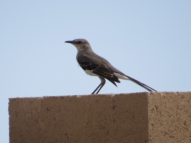 Bird In Everything: Arizona Birds Photos