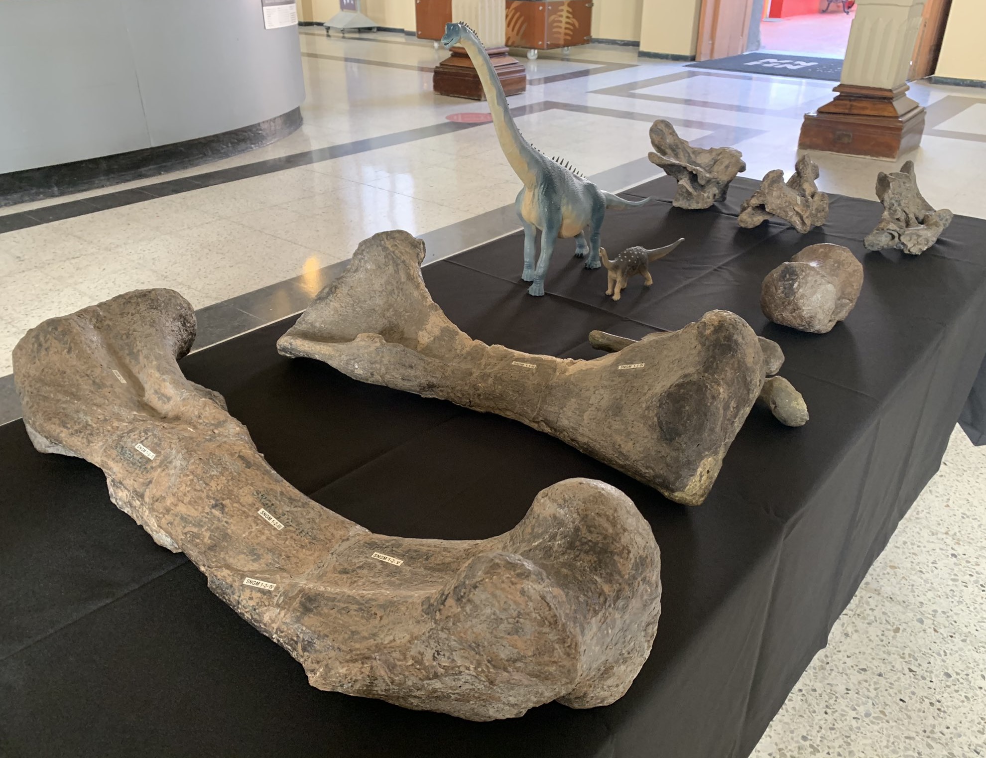 Species New to Science [Paleontology • 2021] Arackar licanantay • A