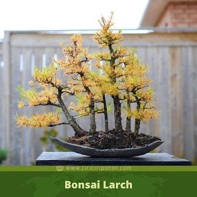 Bonsai Larch