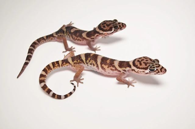 Tips Lengkap Gecko : Cara Memelihara Hingga Merawatnya Tips Lengkap Gecko : Cara Memelihara Hingga Merawatnya