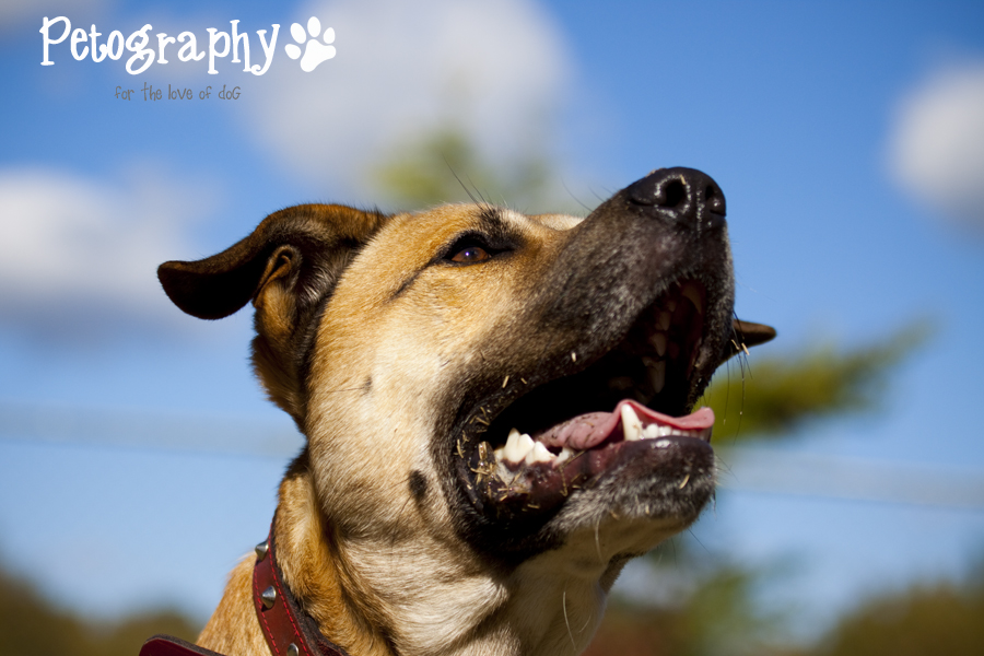 Petography Adoptables K9 Dog Rescue Mandurah