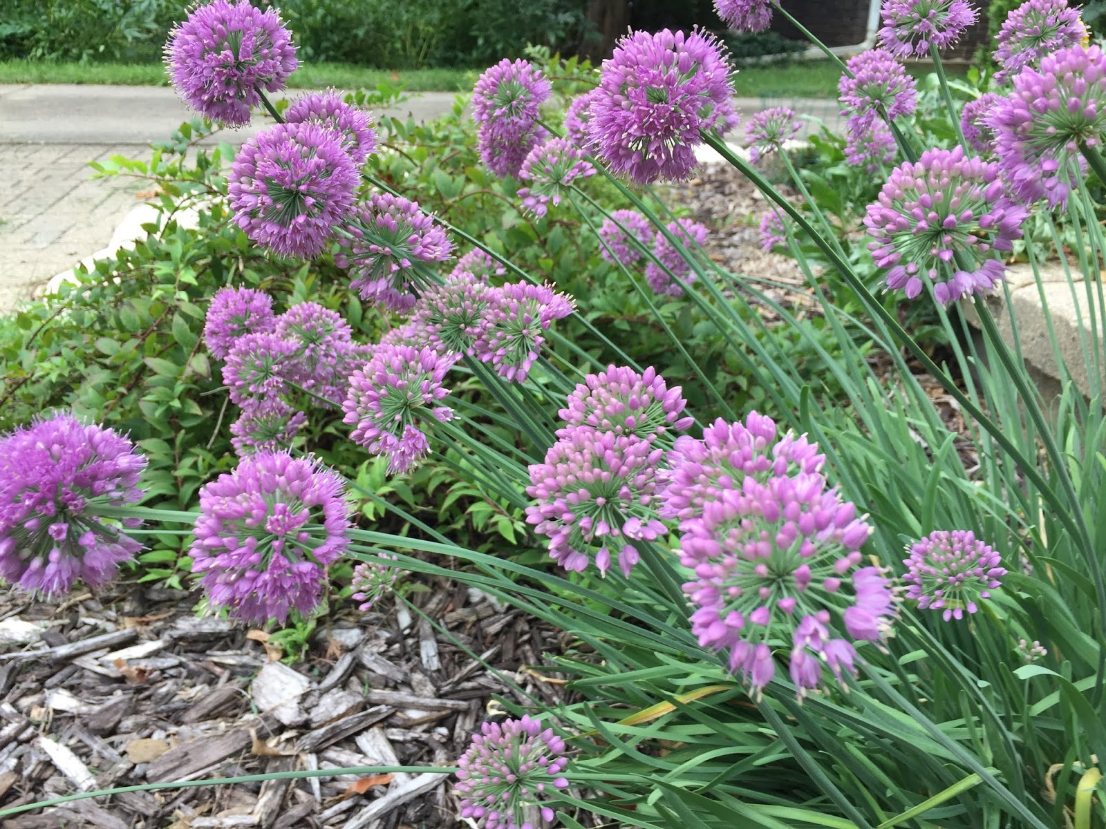 The Phytophactor Friday Fabulous Flower Pink Onions
