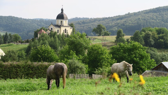 konie pasące się na łące na tle cerkwi w Brylińcach