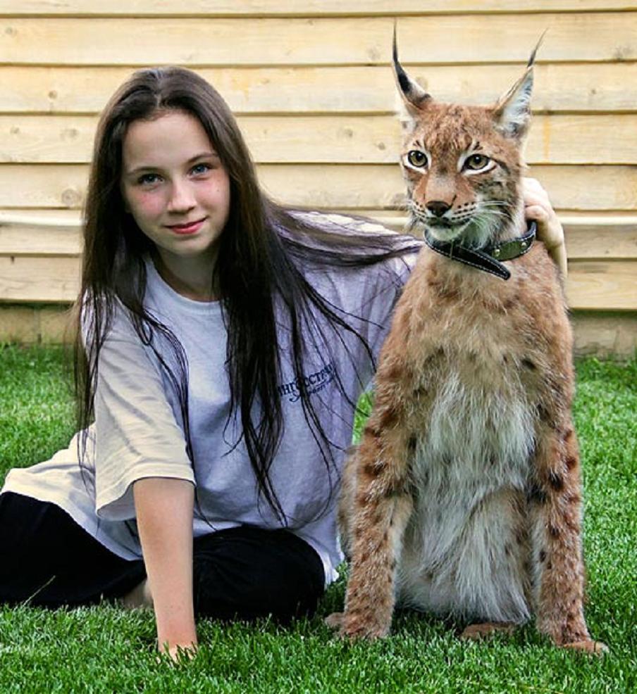 Lynx-cat-healthiana