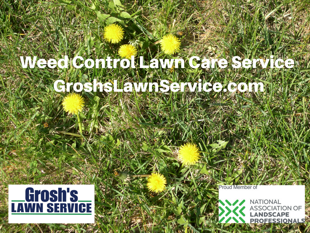 Groshs Lawn Service Weed Control Lawn Care Service Smithsburg MD
