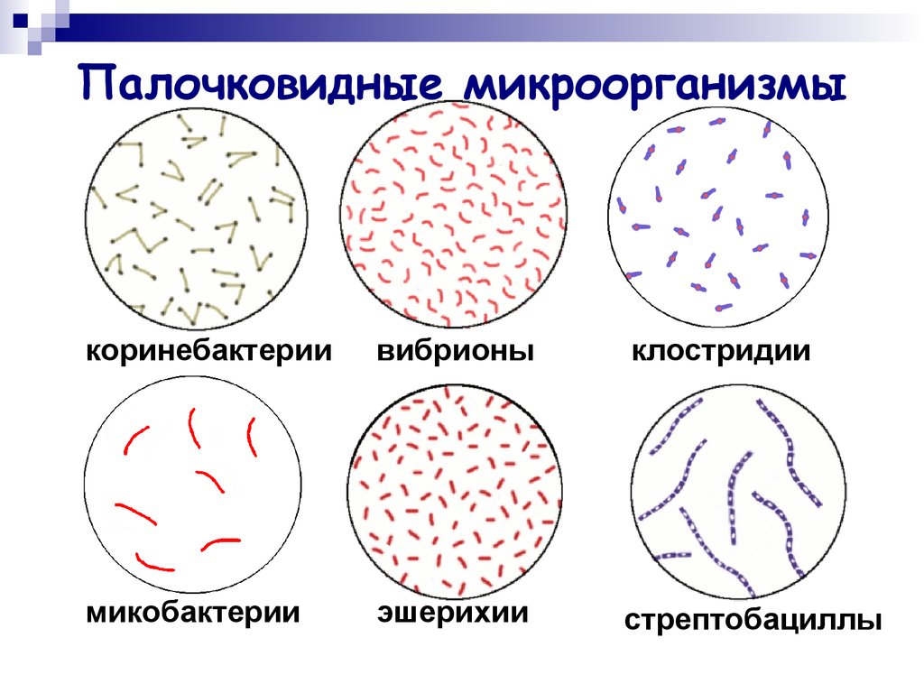 Дифференциации бактерий. Палочковидные формы бактерий. Морфология палочковидных бактерий. Стрептобактерии палочковидные. Палочковидные бактерии бациллы.